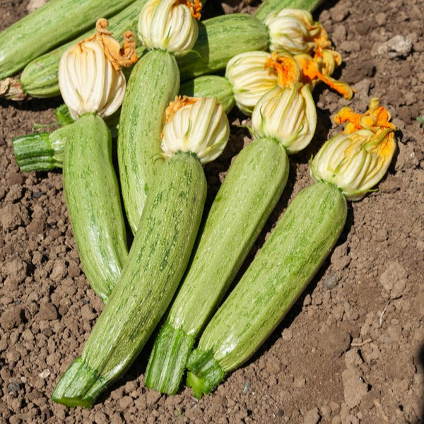 Courgette Profusion  - Grisette de Provence - Cucurbita pepo profusion (grisette de provence) - Potager