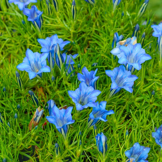 Gentiane chinoise d'automne - Gentiana sino-ornata - Plantes