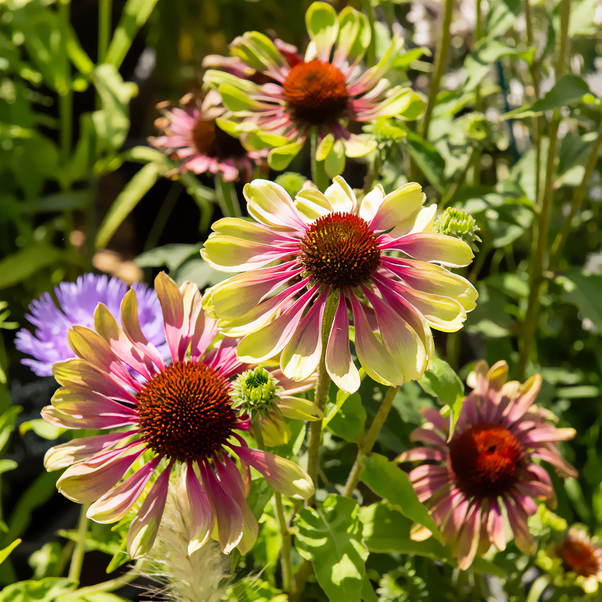 Échinacée pourpre Green Twister - Echinacea purpurea Green Twister - Willemse