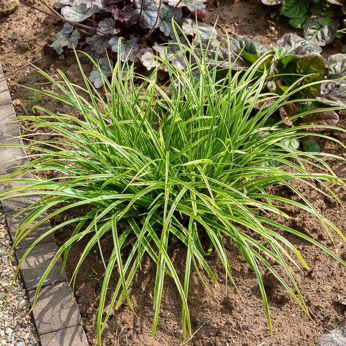 Laîche du Japon panachée - Carex