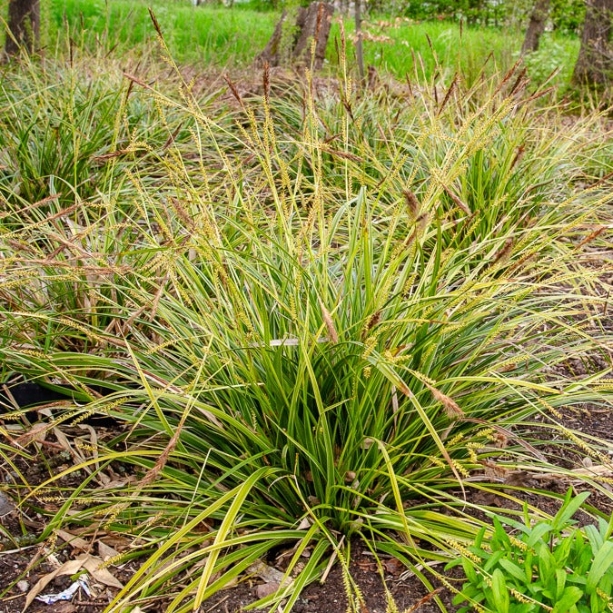 Laîche du Japon panachée - Carex