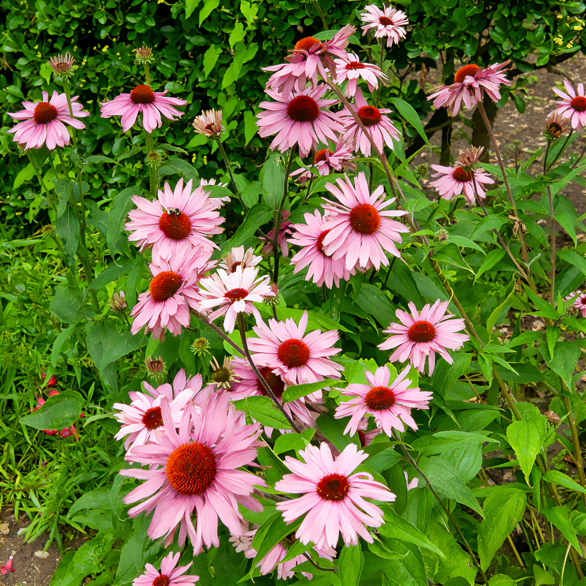 Marguerite pourpre - Echinacée pourpre - Willemse