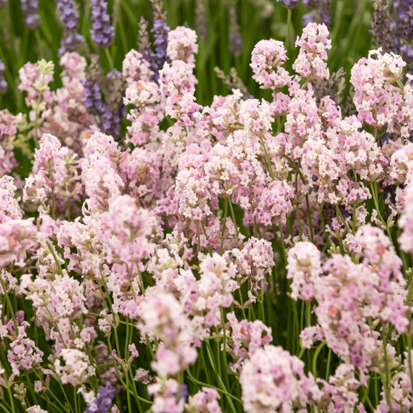 Lavande rose - Lavandula angustifolia rosea - Willemse