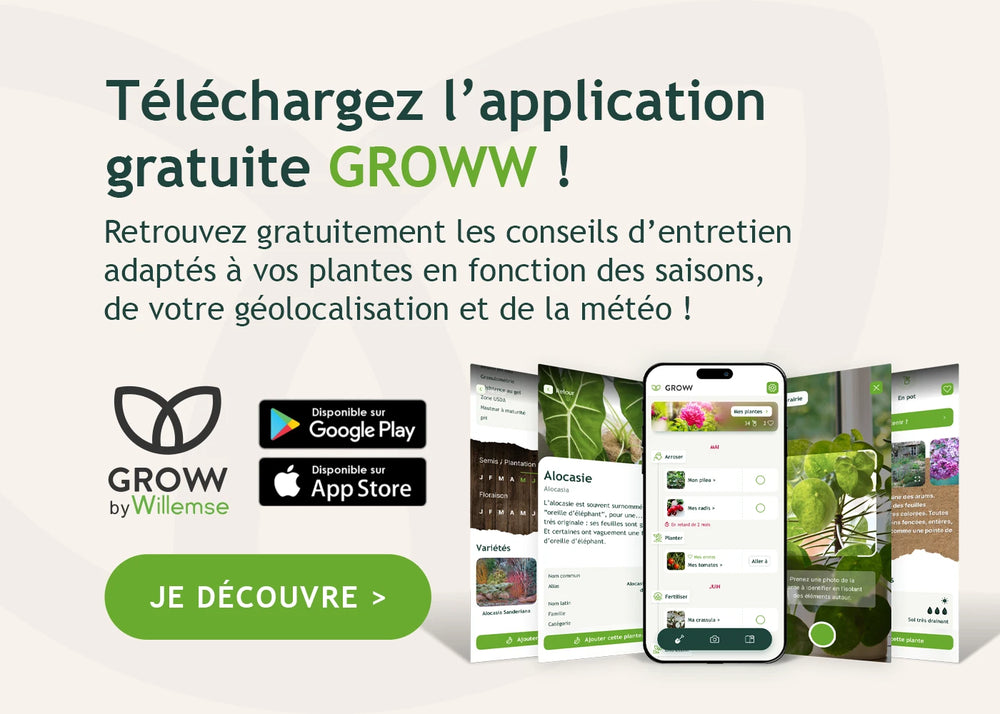 Découvrez notre application Groww: votre compagnon de jardinage !