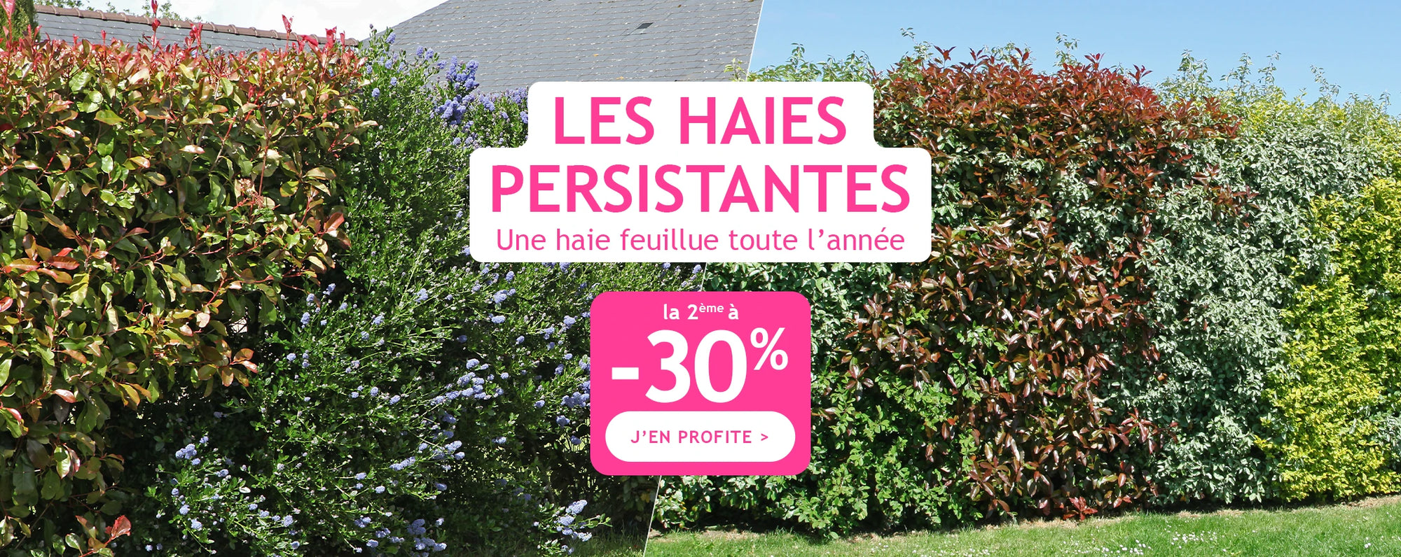 Les haies persistantes : une haie feuillue toute l'année ! 