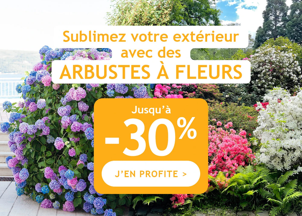 Sublimez votre extérieur avec des arbustes à fleurs !