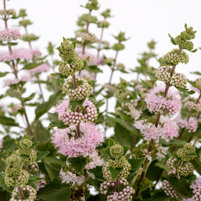 Caryopteris Camara® Pink - Willemse