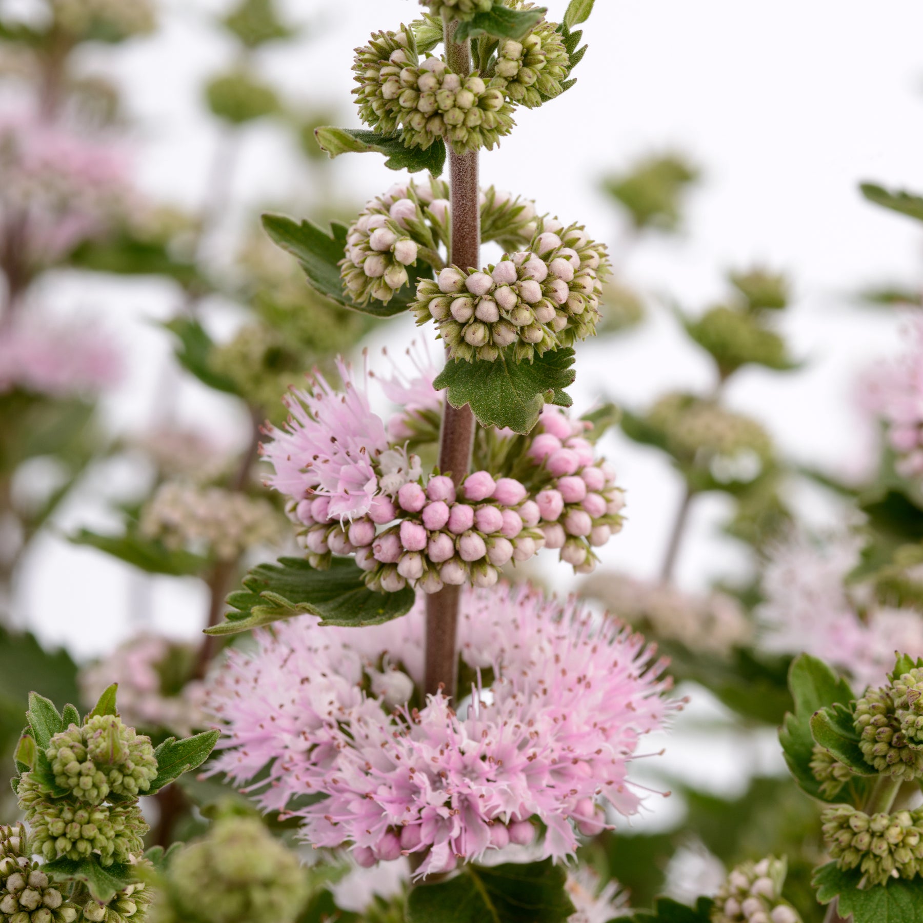 Caryopteris Camara® Pink - Caryopteris x clandonensis Camara® Pink - Willemse