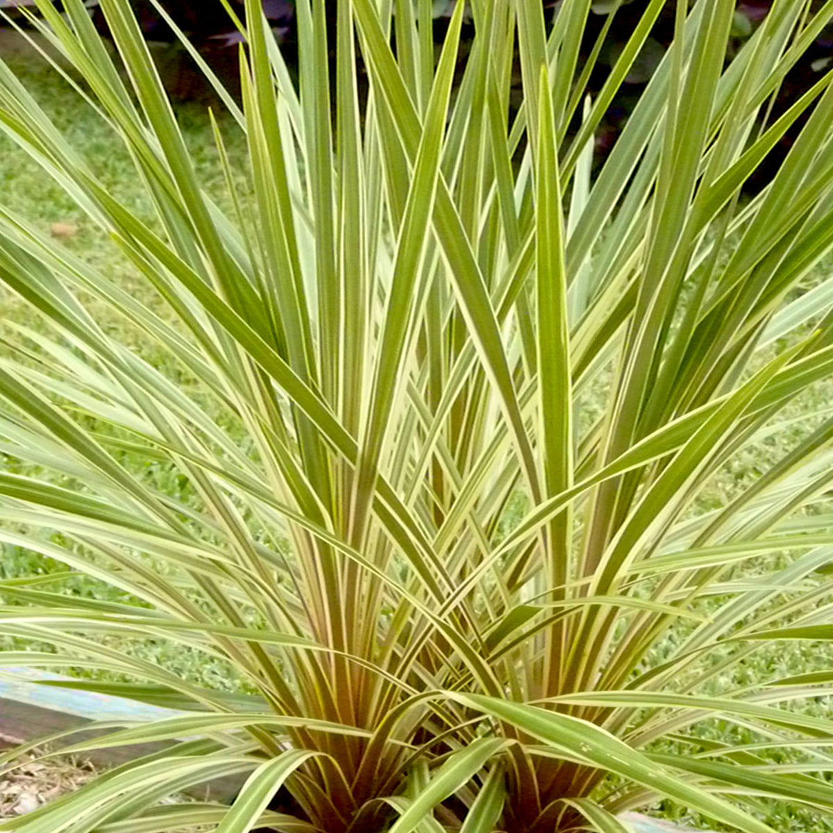 Cordyline australe Fantasy ® - Cordyline australis Fantasy ® - Willemse