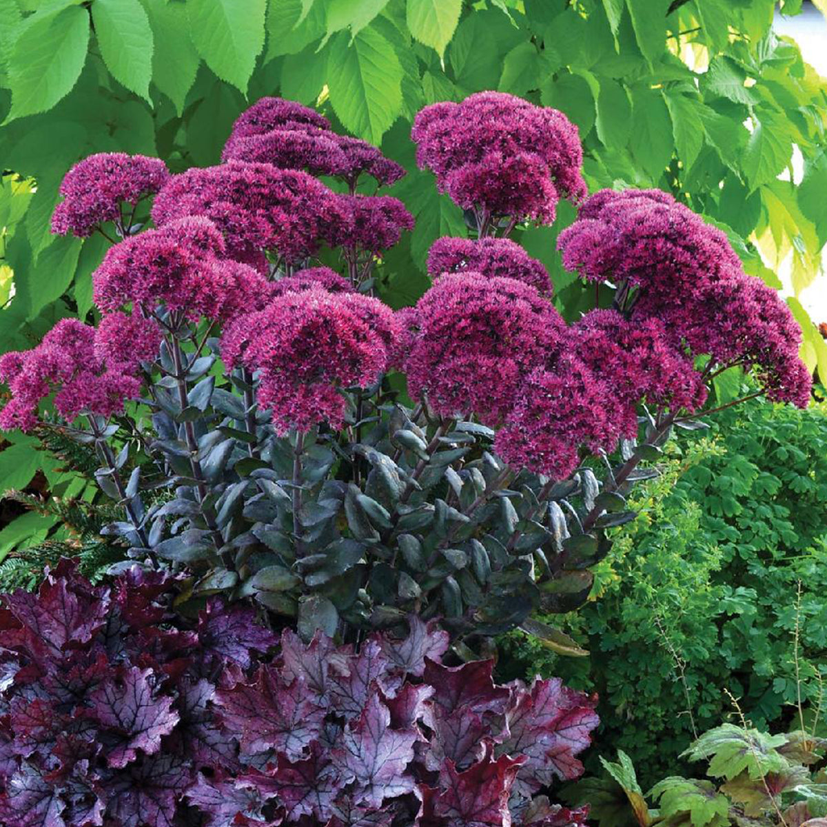 Sedum Thunderhead - Sedum thunderhead - Willemse