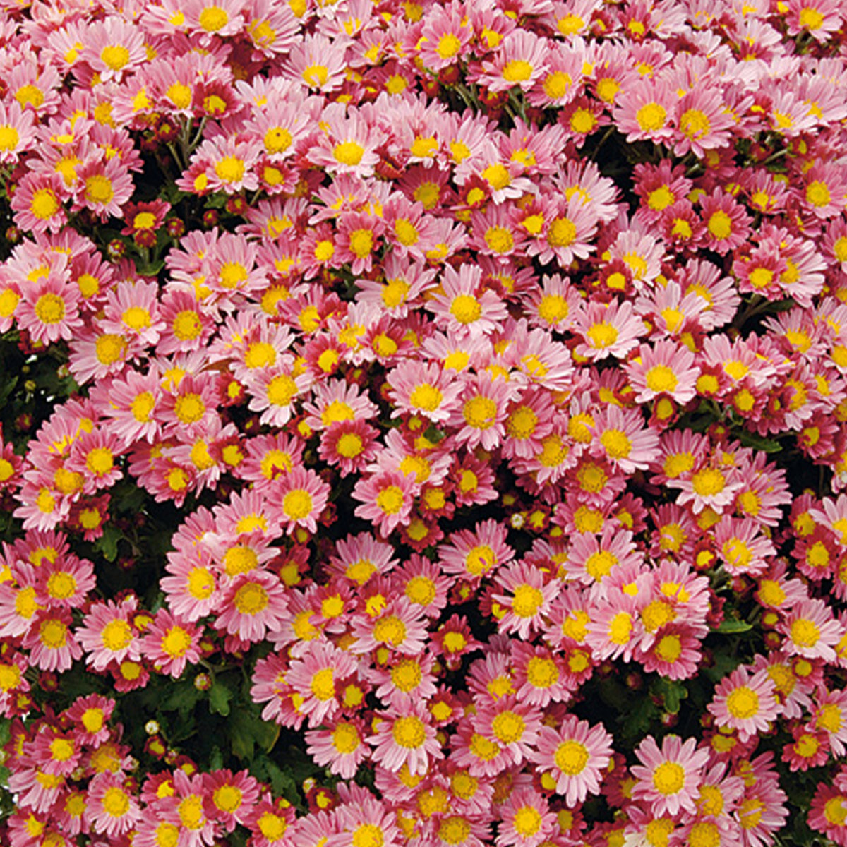 Chrysanthème du Pacifique Bengo Rosa - Ajania bellania Bengo Rosa - Willemse