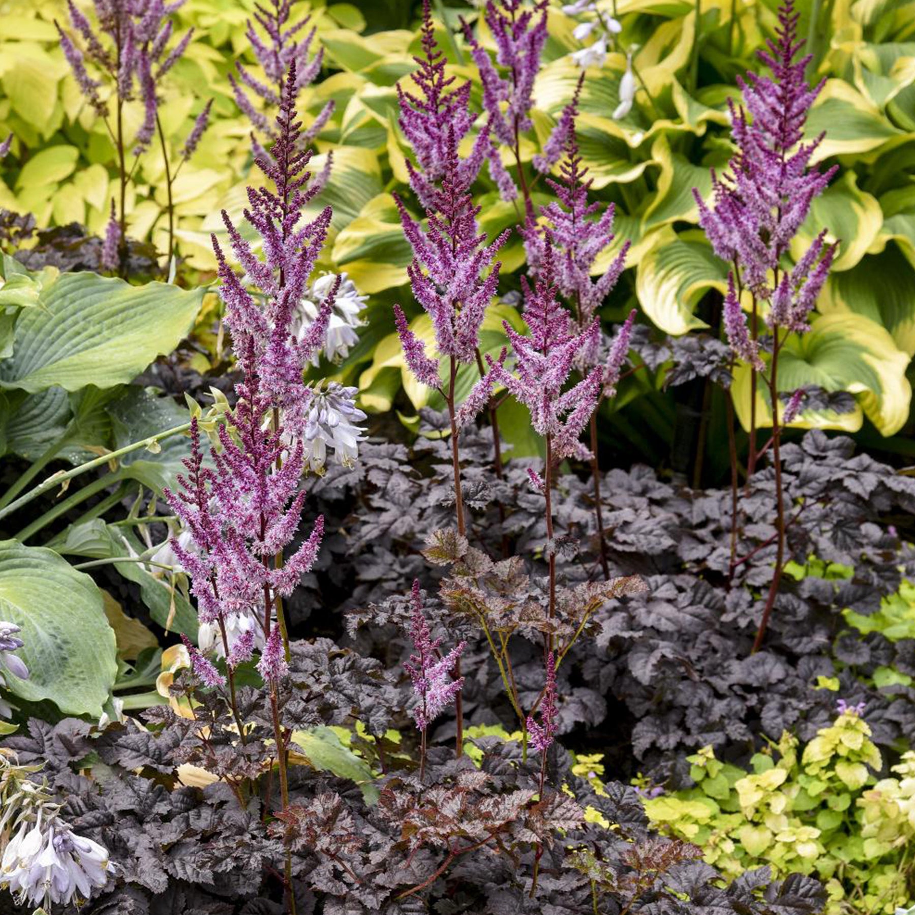 Astilbe Darkside Of The Moon®  - Willemse