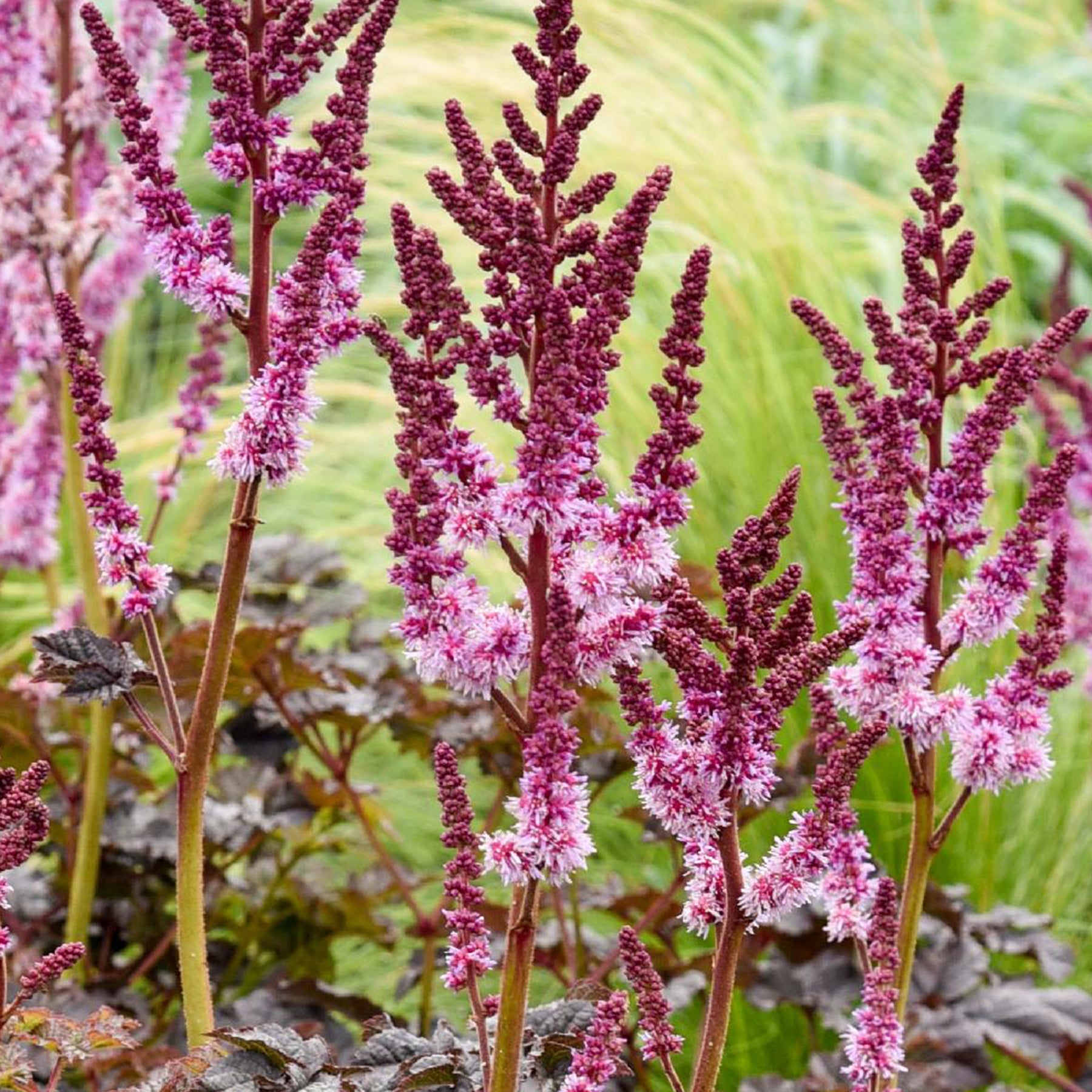 Astilbe Darkside Of The Moon®  - Astilbe chinensis Dark Side of the Moon ® - Willemse