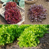 Collection de salades à couper - Collection salades à couper : Feuille de chêne, Lollo rossa, Red sala - Potager