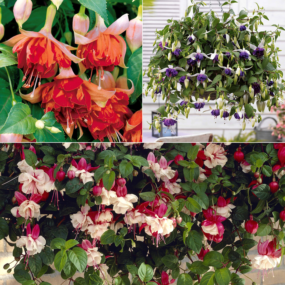 6 Fuchsias retombants en mélange - Fuchsia Bicentennial, Blue Angel, Swingtime - Plantes