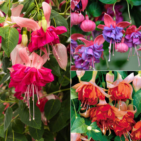 6 Fuchsias en mélange - Fuchsia Bicentennial, Dark Eyes, Bella Rosella - Plantes