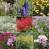 Massif de 50 plantes vivaces assorties - Superficie environ 6 m² - Delphinium, Phlox, Liatris, Gypsophila, Rudbeckia, Physostegia, Astilbe, Achillea - Plantes