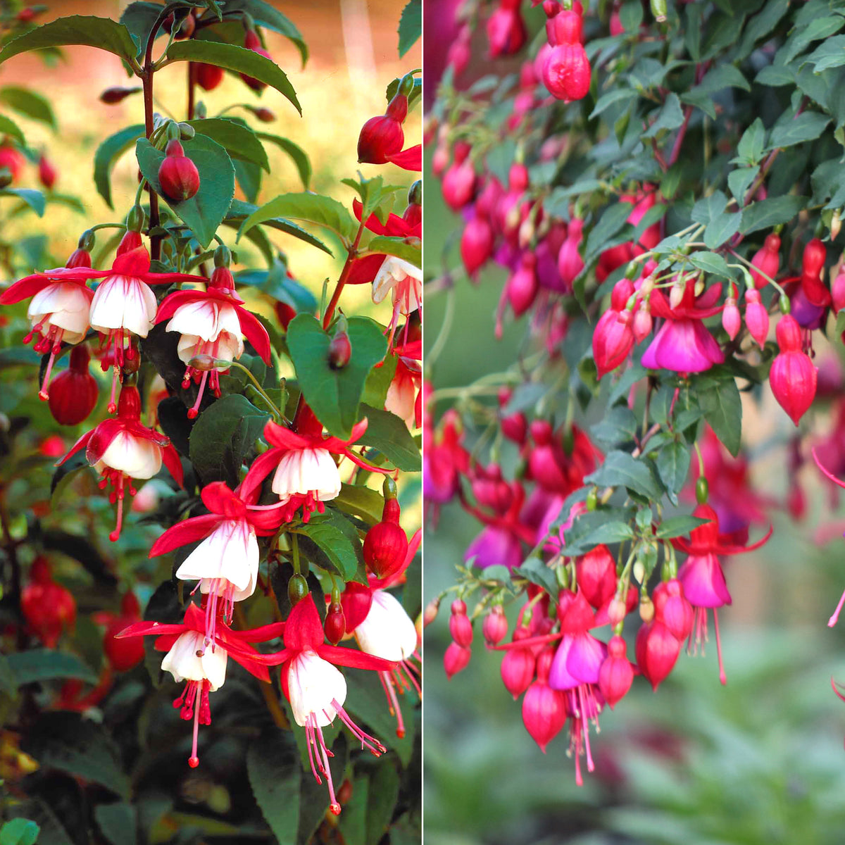 6 Fuchsias rustiques en mélange - Fuchsia Mme Cornelissen,  Brilliant - Plantes vivaces