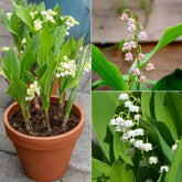 Collection de 9 Muguets : blanc, rose, géant de Bordeaux - Convallaria majalis - Plantes vivaces