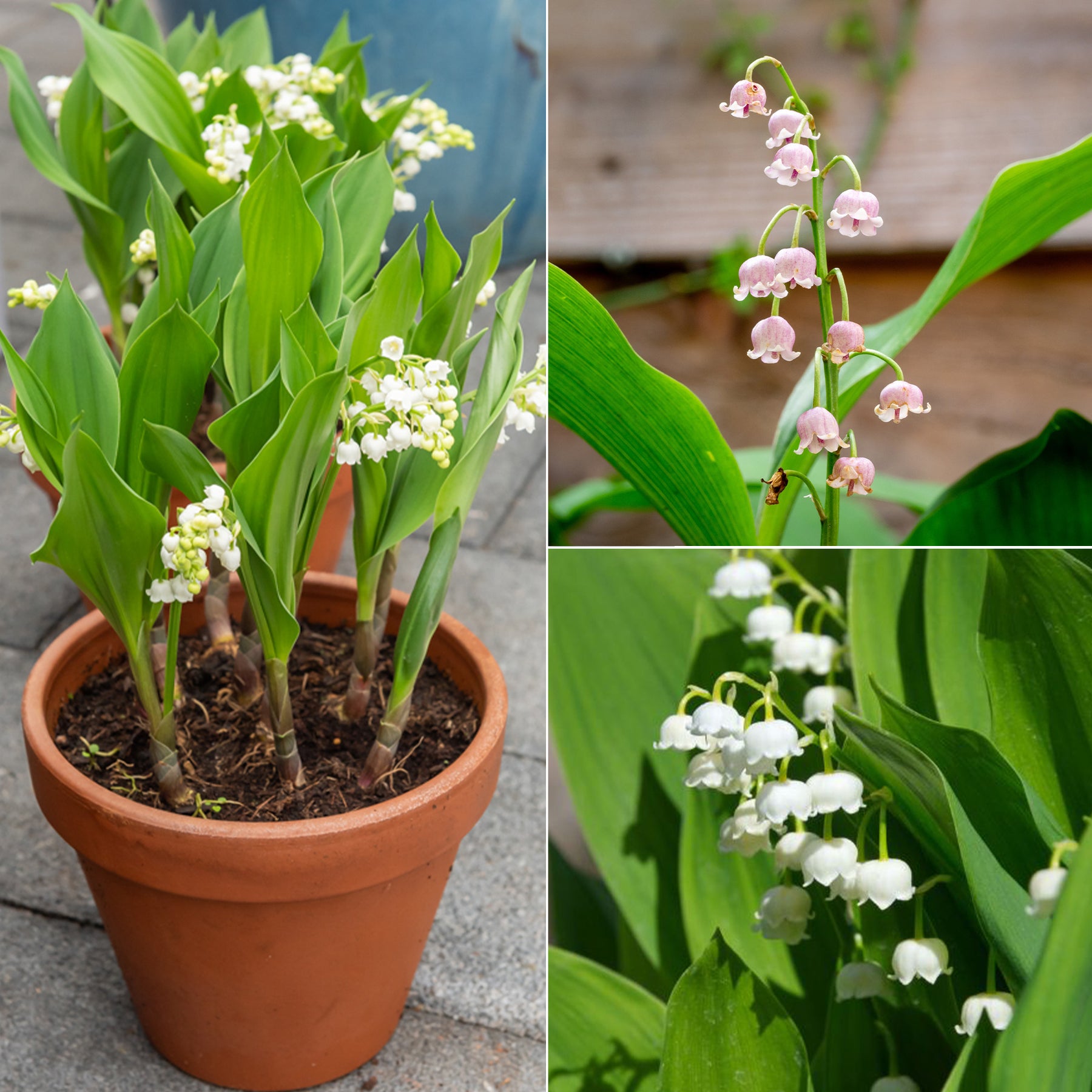 Collection de 9 Muguets : blanc, rose, géant de Bordeaux - Convallaria majalis - Plantes vivaces