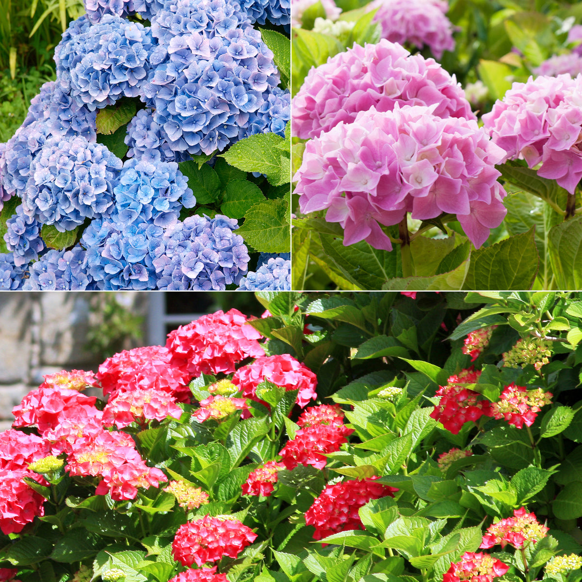 Collection de 3 Hortensias : rouge, bleu, rose - Hydrangea macrophylla