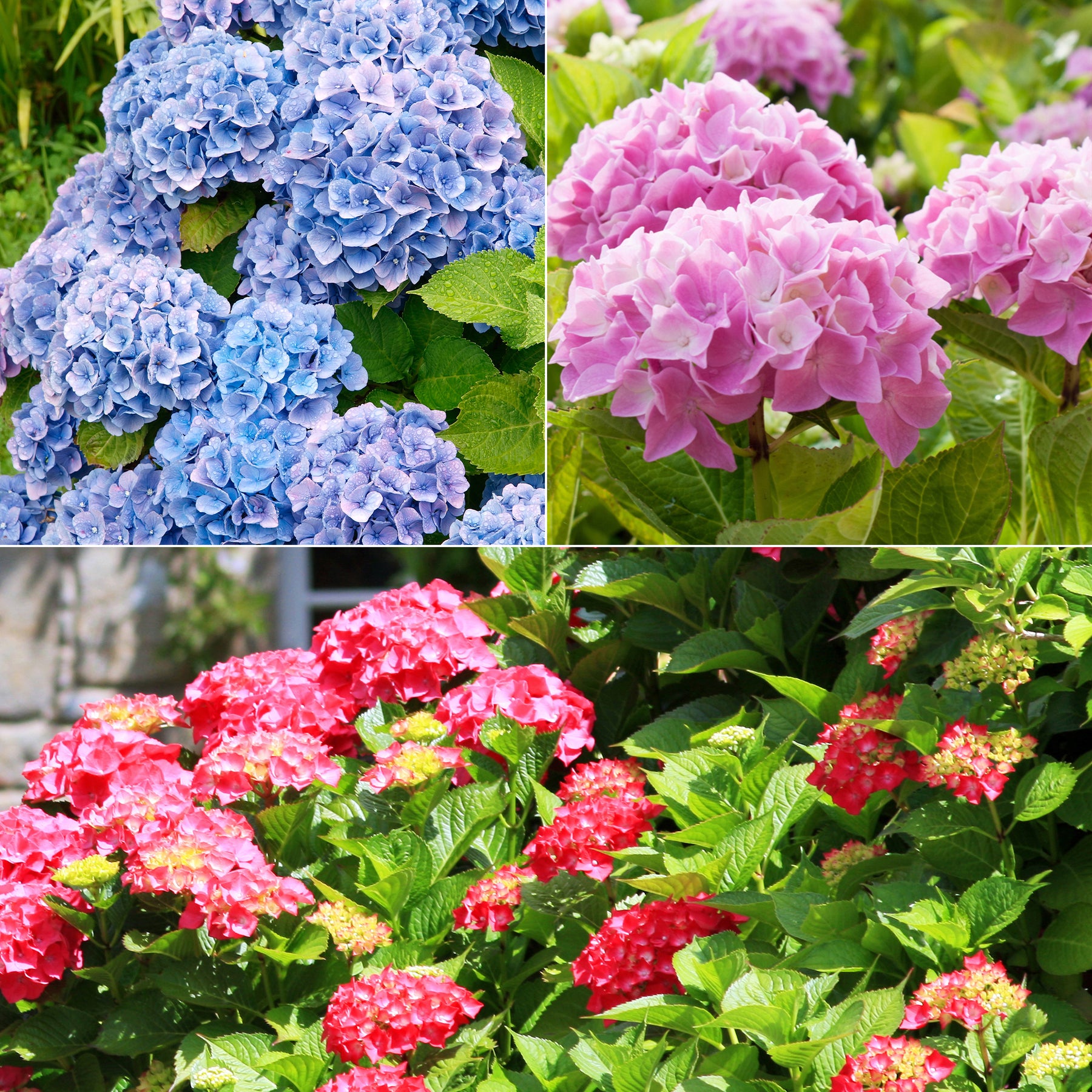 Collection de 3 Hortensias : rouge, bleu, rose - Hydrangea macrophylla