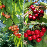 Collection de 3 mini-Cerisiers : Burlat, Van, Napoléon - Prunus avium van, napoleon, burlat - Mini fruitier