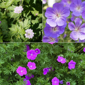 9 Géraniums vivaces en mélange - Geranium oxonianum katharine adèle , himalayense, - Plantes