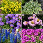 Collection variée de 12 plantes vivaces  - 2 m² - Sedum acre, Hosta, Aster, Erigeron speciosus Rosa Jewel, Delphinium, Phlox paniculata, Thymus serpyllum, Sedum spurium, Incarvillea Delavayi, Achillea , Gypsophila paniculata, Lupinus