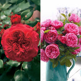 Collection de 2 Rosiers floribunda : Red Leonardo Da Vinci et Leonardo Da Vinci - Rosa floribunda red leonardo da vinci, leonardo da - Collections de rosiers