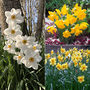 Collection de 30 Narcisses Fortune et Rijnveld Early Sensation - Narcissus 'fortune', 'rijnveld early sensation', ' - Plantes