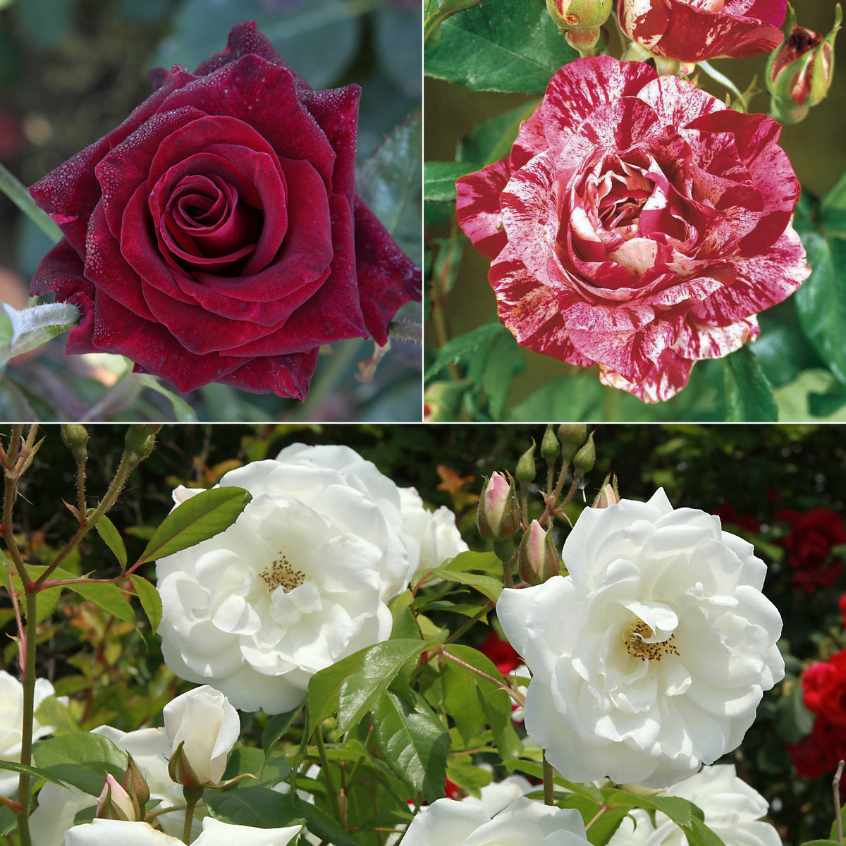 Collection de 3 Rosiers buissons : Black Baccara, Candy stripe, Helga - Rosa 'black baccara', 'candy stripe', 'helga' - Plantes