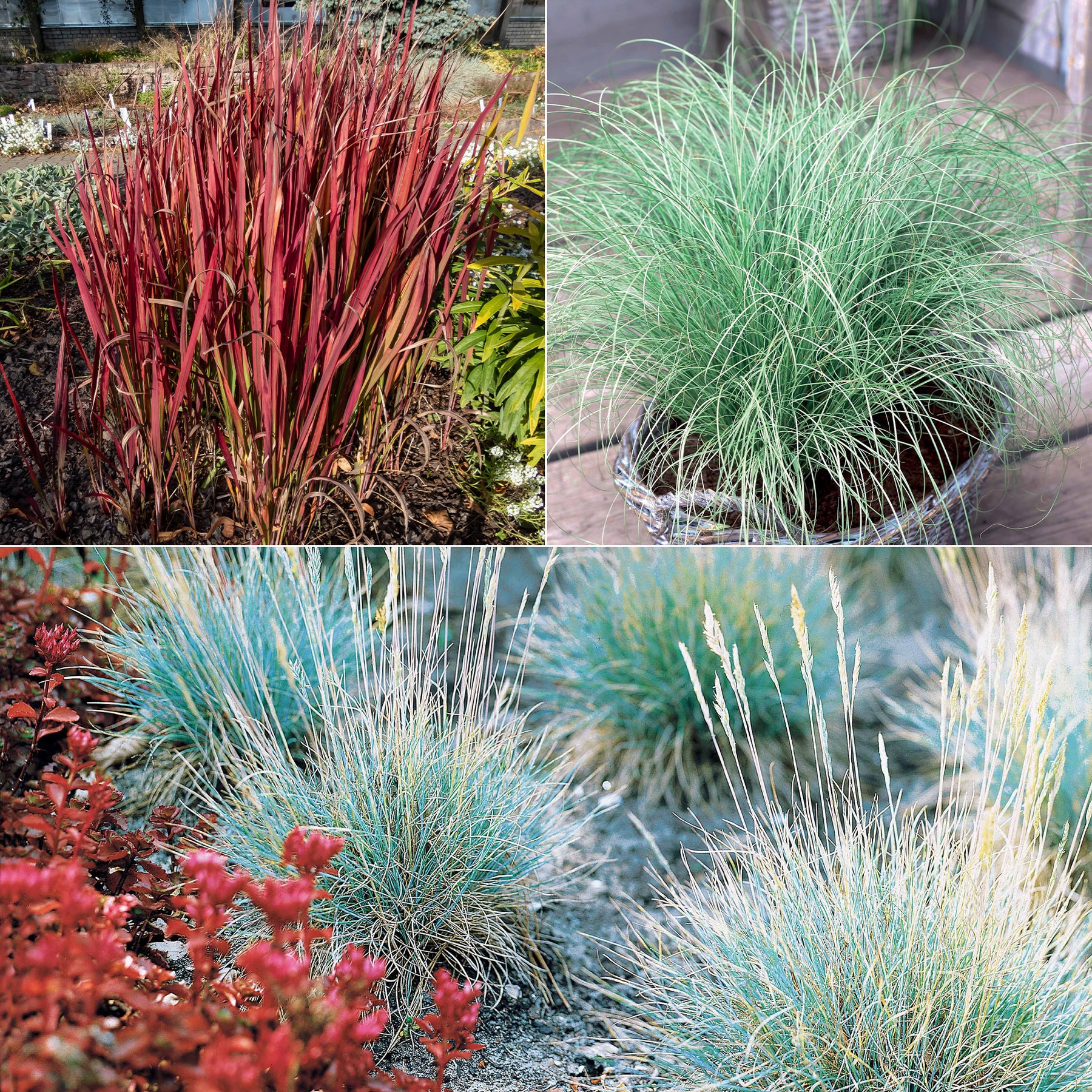 3 Graminées colorées en mélange - Imperata cylindrica Red Baron, Carex oshimensis Evergreen, Festuca glauca - Plantes