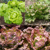 Collection de 6 mois de salades - Collection 6 mois de laitues (grosse blonde, tremont, merveille des 4 - Graines de fruits et légumes