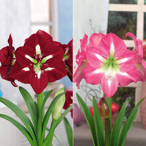 Collection de 2 Amaryllis géantes - Amaryllis barbados , exposure - Plantes