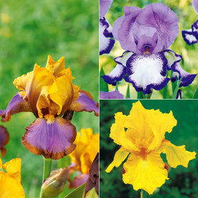 Collection de 6 Iris de jardin : Lasso, Bordure, Sangreal - Iris germanica  (2 lasso, 2 bordure, 2 sangreal) - Plantes