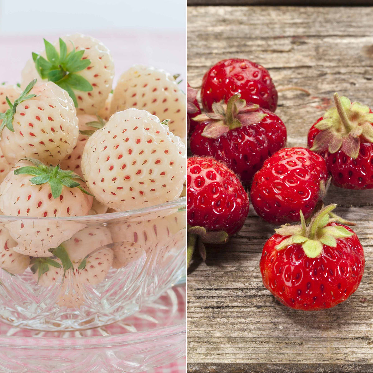 Collection de 4 fraisiers originaux - Fragaria pineberry ® framberry ® - Fruitiers Arbres et arbustes