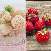 Collection de 4 fraisiers originaux - Fragaria pineberry ® framberry ® - Fruitiers Arbres et arbustes