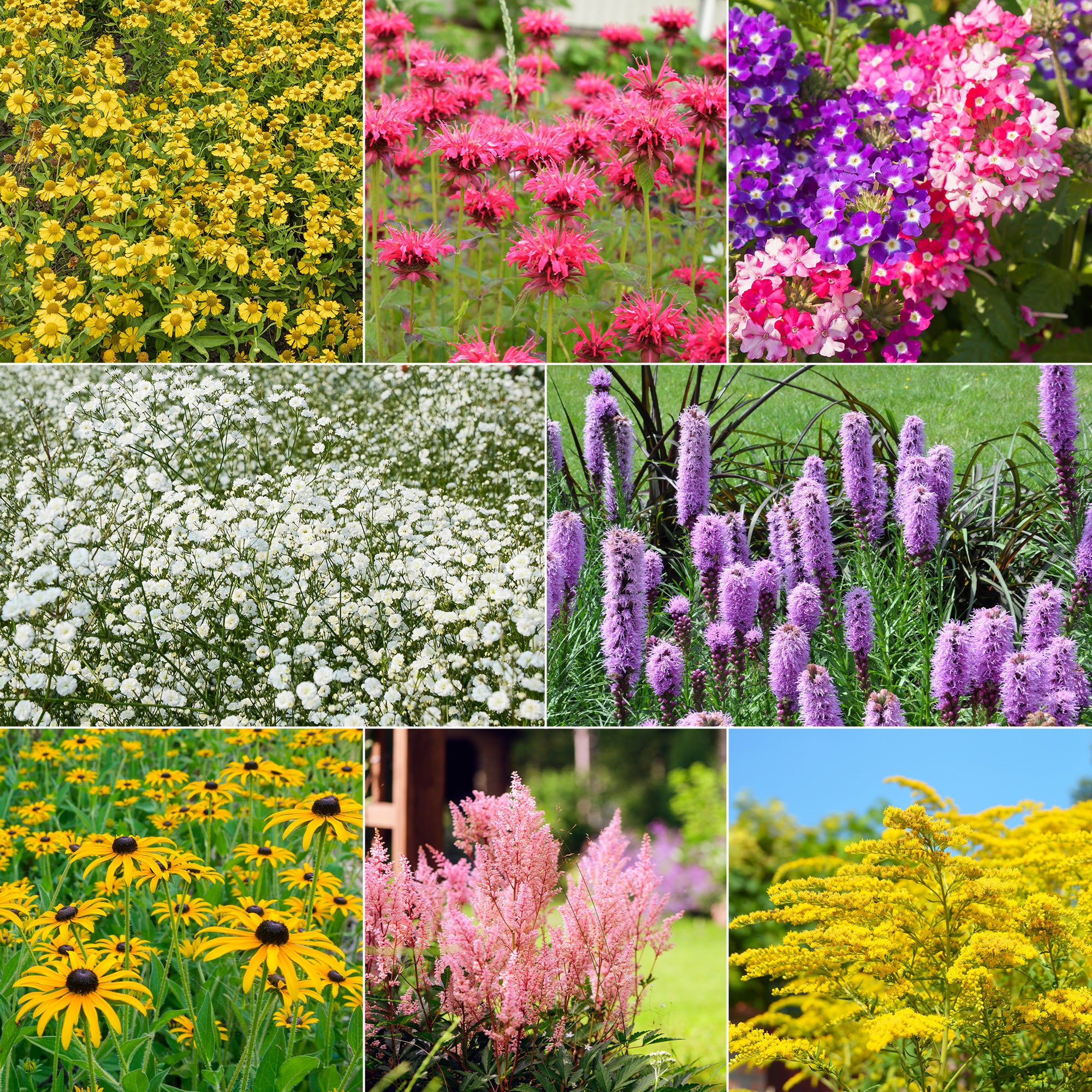 Collection de 15 plantes vivaces  - 2 m² - Helenium, Monarda,  Phlox paniculata, Rudbeckia Goldstrum, Gypsophila paniculata, Liatris spicata, Solidago, Astilbe - Plantes