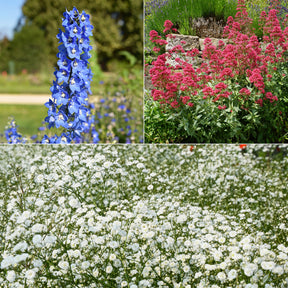 Collection de 11 plantes vivaces pour massifs champêtres - Delphinium, gypsophila paniculata, centranthus ruber - Plantes