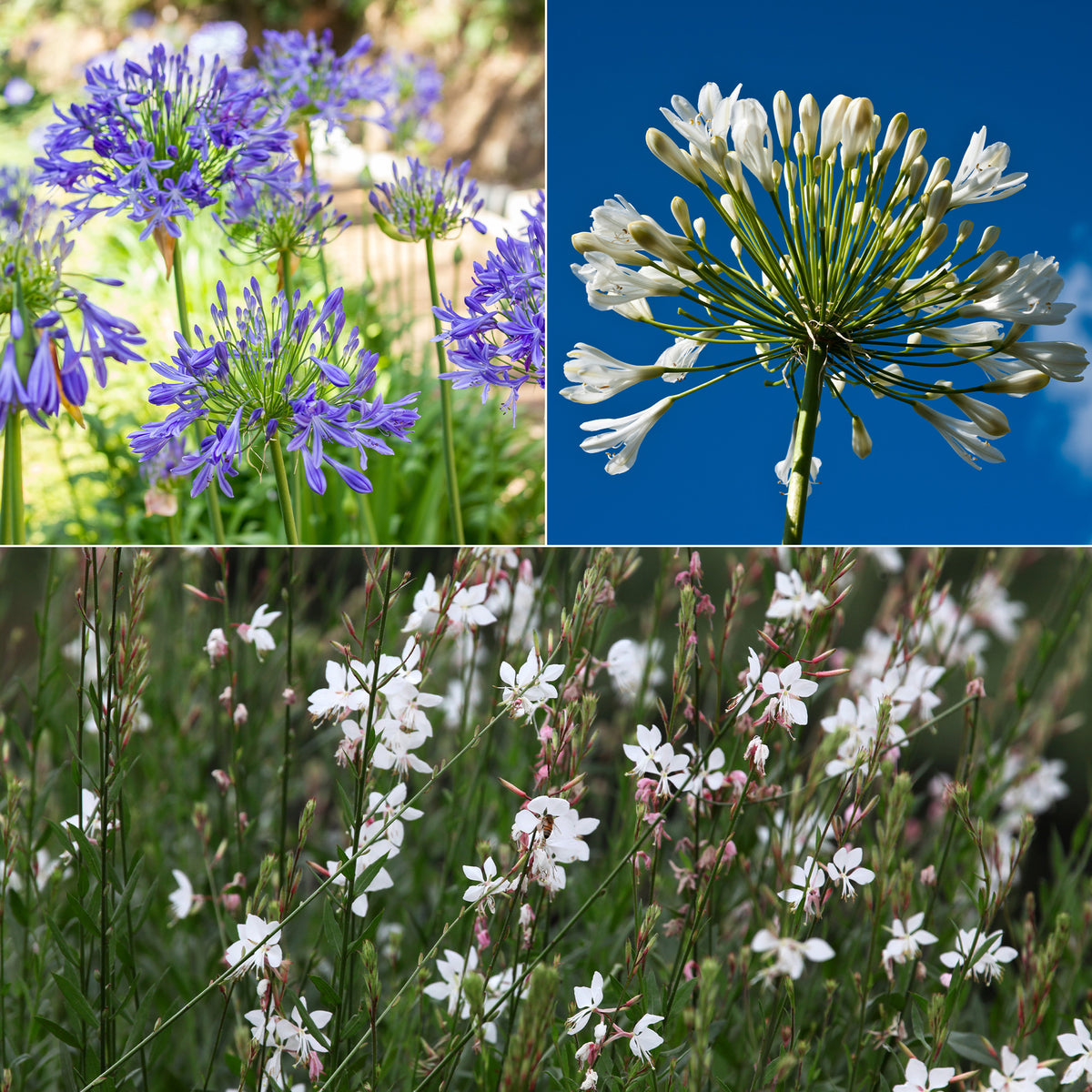 Collection de 7 plantes vivaces pour jardins et pots - Gaura lindheimeri whirling butterflies , agapanthus umbellatus - Plantes