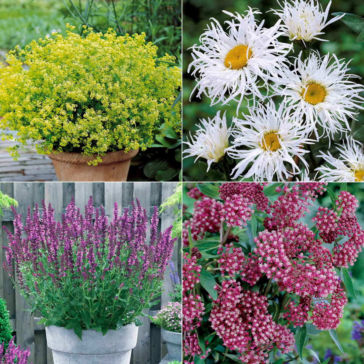 Collection de 12 plantes vivaces pour jardin coloré - Alchemilla mollis, Leucanthemum superbum, Salvia nemorosa, Asclepia incarnata - Plantes