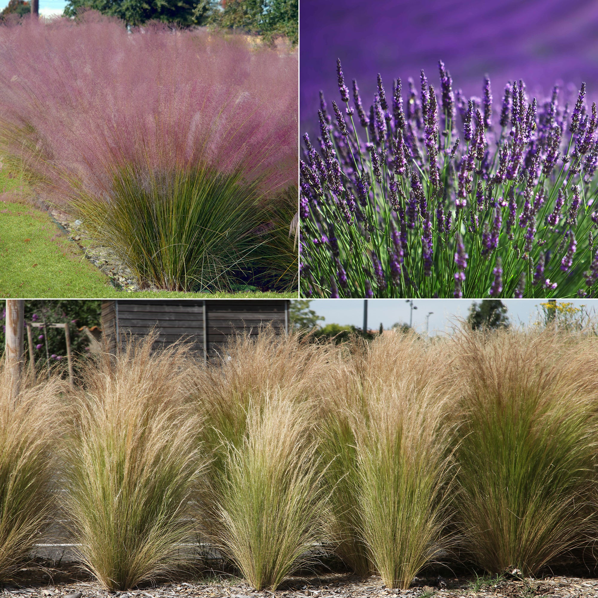 Collection de 6 plantes vivaces pour extérieur moderne - Stipa tenuissima, Muhlenbergia capillaris, Lavandula angustifolia - Plantes