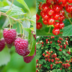 Collection de 9 Fruitiers à fruits rouges - Rubus idaeus 'sumo 2', ribes rubrum 'rovada', frag - Plantes