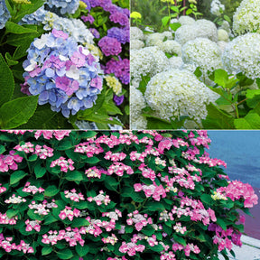 Collection d'Hortensias pour massifs et haies fleuris - 3 arbustes - Hydrangea macrophylla