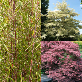 Collection de 3 arbustes pour jardin japonais - Fargesia scabrida, cornus controversa, acer palmat - Plantes