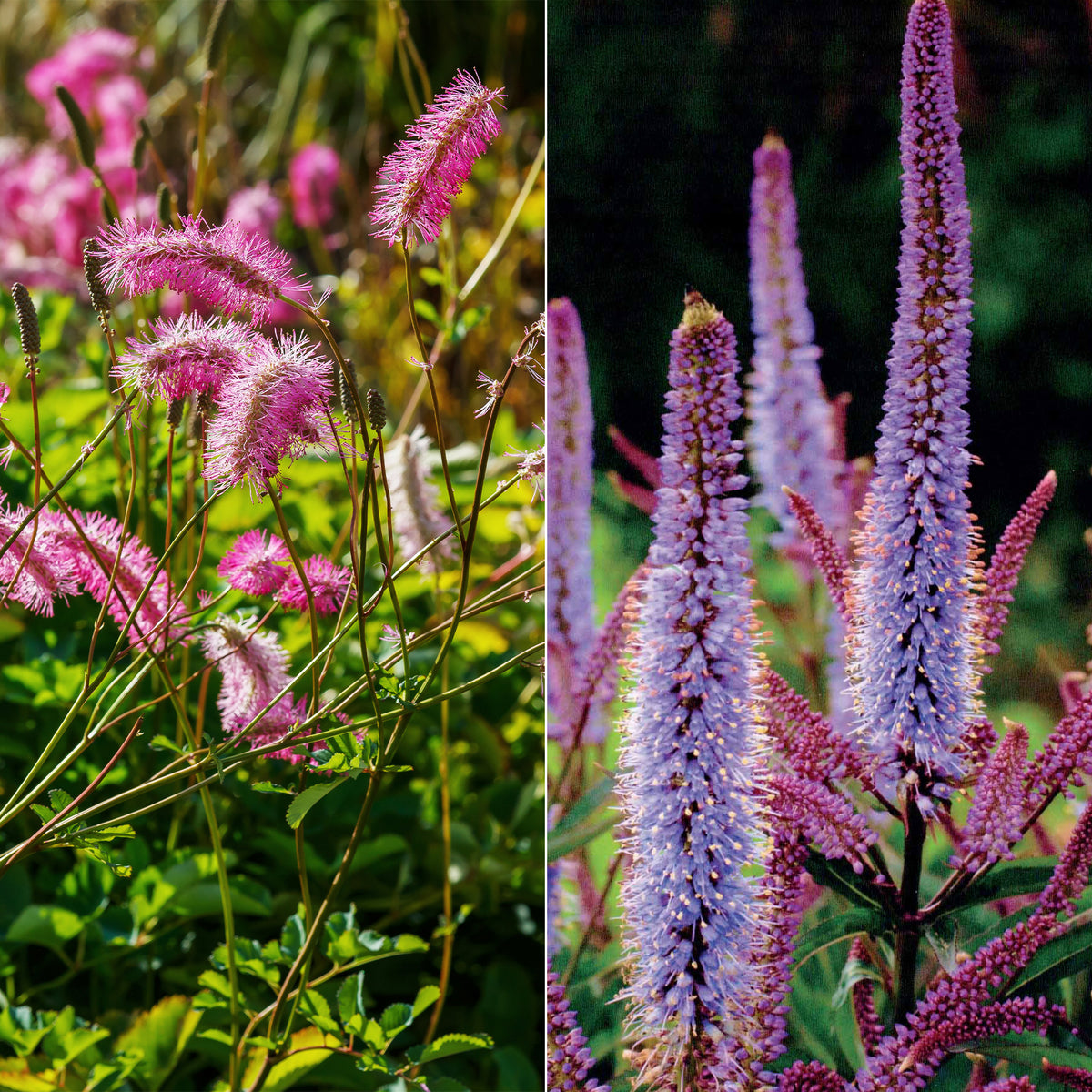 Collection de 5 Pimprenelles et de Veroniques - Sanguisorba obtusa, Veronicastrum virginicum Cupid - Plantes