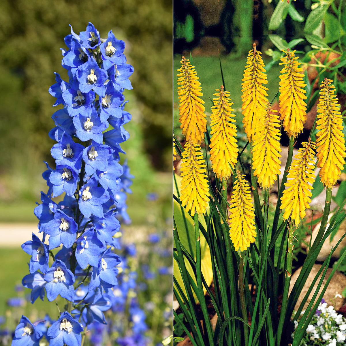 Collection de 8 delphiniums et tritomas - Delphinium Sky Blue, Kniphofia Sunningdale Gold - Plantes vivaces