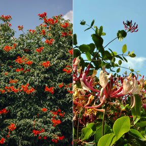 Collection de Bignone et Chèvrefeuille - Campsis radicans stromboli, lonicera periclymenum - Plantes grimpantes