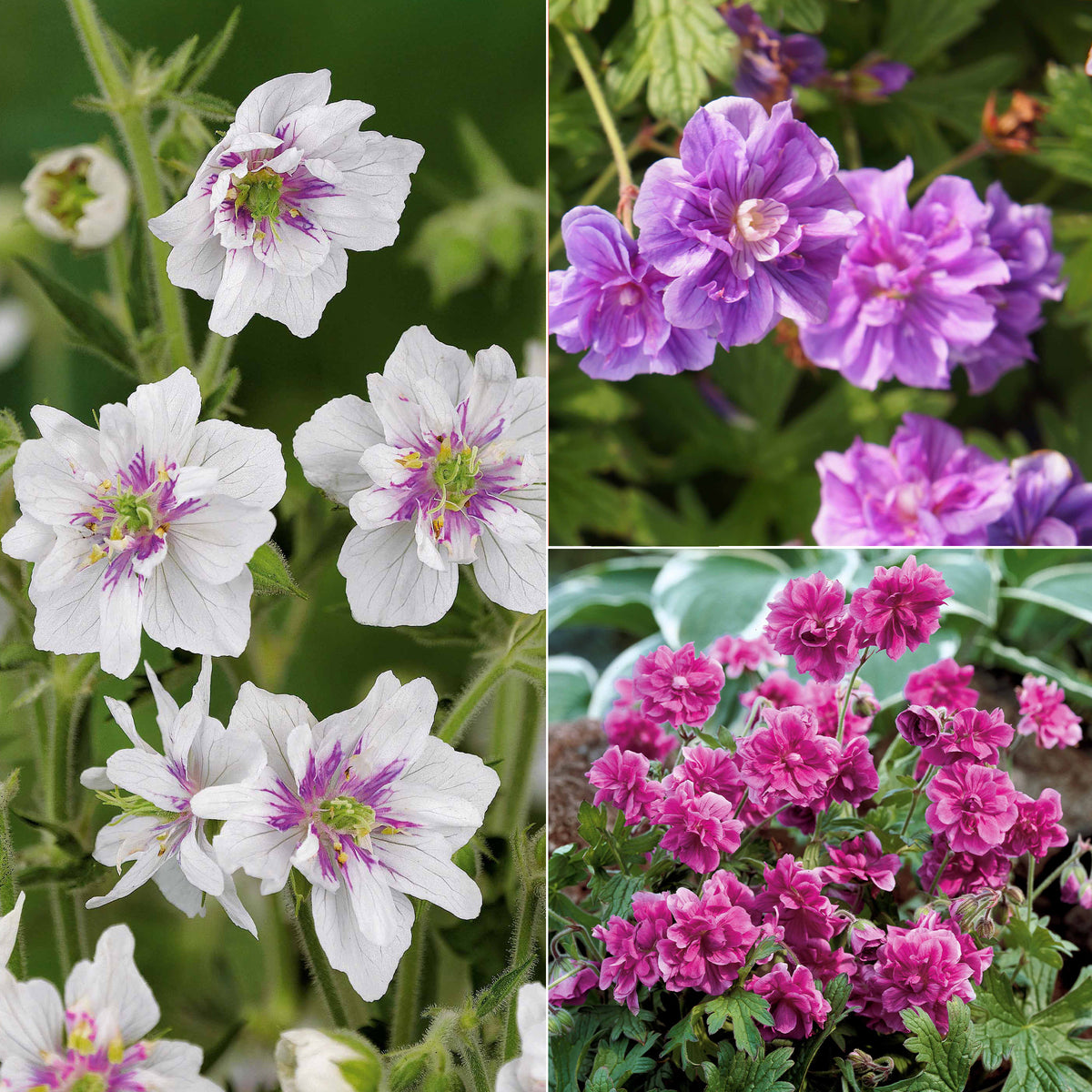 Collection de 6 Géraniums vivaces à fleurs doubles - 2geranium caeruleum, 2 double jewel, 2 birch double - Plantes vivaces